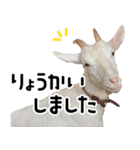 ヤギのすたんぷ【敬語ver.】（個別スタンプ：19）