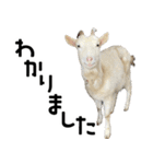 ヤギのすたんぷ【敬語ver.】（個別スタンプ：20）