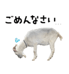 ヤギのすたんぷ【敬語ver.】（個別スタンプ：23）