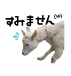 ヤギのすたんぷ【敬語ver.】（個別スタンプ：24）