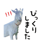 ヤギのすたんぷ【敬語ver.】（個別スタンプ：25）