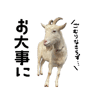 ヤギのすたんぷ【敬語ver.】（個別スタンプ：28）