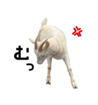 ヤギのすたんぷ【敬語ver.】（個別スタンプ：29）
