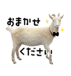 ヤギのすたんぷ【敬語ver.】（個別スタンプ：30）