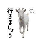 ヤギのすたんぷ【敬語ver.】（個別スタンプ：31）