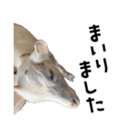 ヤギのすたんぷ【敬語ver.】（個別スタンプ：32）