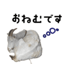 ヤギのすたんぷ【敬語ver.】（個別スタンプ：33）