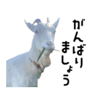 ヤギのすたんぷ【敬語ver.】（個別スタンプ：35）