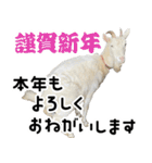 ヤギのすたんぷ【敬語ver.】（個別スタンプ：38）