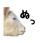 ヤギのすたんぷ【敬語ver.】（個別スタンプ：40）