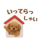 毎日使えるトイプードルのグルメスタンプ（個別スタンプ：21）