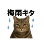 【梅雨】リアルなキジトラ猫の雨の日セット（個別スタンプ：13）