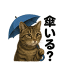 【梅雨】リアルなキジトラ猫の雨の日セット（個別スタンプ：15）