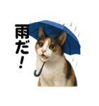 【梅雨】リアルな三毛猫の雨の日セット（個別スタンプ：2）