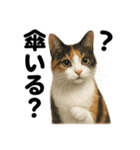 【梅雨】リアルな三毛猫の雨の日セット（個別スタンプ：3）
