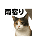 【梅雨】リアルな三毛猫の雨の日セット（個別スタンプ：4）