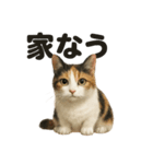 【梅雨】リアルな三毛猫の雨の日セット（個別スタンプ：7）