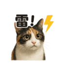 【梅雨】リアルな三毛猫の雨の日セット（個別スタンプ：8）
