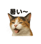 【梅雨】リアルな三毛猫の雨の日セット（個別スタンプ：11）