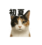 【梅雨】リアルな三毛猫の雨の日セット（個別スタンプ：13）