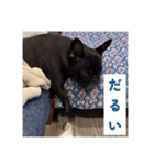 あんちゃんとてびち（個別スタンプ：12）