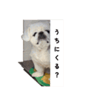 あんちゃんとてびち（個別スタンプ：33）
