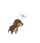 新・激しく尻尾をふるダックス（個別スタンプ：19）