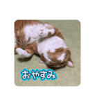 キキとチャチャの日常スタンプ（個別スタンプ：2）