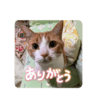 キキとチャチャの日常スタンプ（個別スタンプ：3）