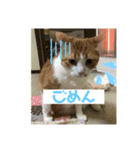 キキとチャチャの日常スタンプ（個別スタンプ：4）
