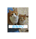 キキとチャチャの日常スタンプ（個別スタンプ：6）