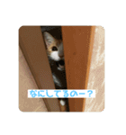 キキとチャチャの日常スタンプ（個別スタンプ：7）