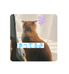 キキとチャチャの日常スタンプ（個別スタンプ：8）