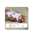 キキとチャチャの日常スタンプ（個別スタンプ：9）