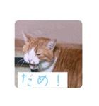 キキとチャチャの日常スタンプ（個別スタンプ：11）