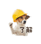 小型犬ジャックラッセルテリア日常編（個別スタンプ：3）