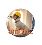 小型犬ジャックラッセルテリア日常編（個別スタンプ：8）