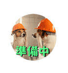 小型犬ジャックラッセルテリア日常編（個別スタンプ：11）