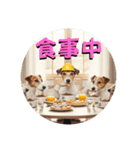 小型犬ジャックラッセルテリア日常編（個別スタンプ：16）