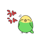 日常で使える！セキセイインコさんスタンプ（個別スタンプ：10）