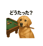 ビリヤード ゴールデンレトリバー版（個別スタンプ：1）