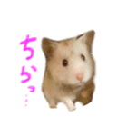 楽しいハムず大集合（個別スタンプ：4）