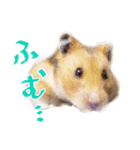 楽しいハムず大集合（個別スタンプ：5）