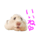 楽しいハムず大集合（個別スタンプ：6）