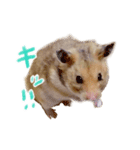 楽しいハムず大集合（個別スタンプ：7）