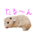 楽しいハムず大集合（個別スタンプ：8）