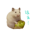楽しいハムず大集合（個別スタンプ：12）