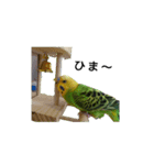セキセイインコ とりちゃんの日常（個別スタンプ：1）