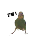 セキセイインコ とりちゃんの日常（個別スタンプ：3）