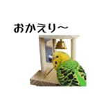 セキセイインコ とりちゃんの日常（個別スタンプ：5）